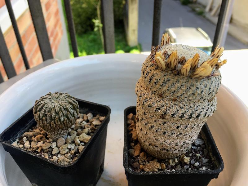 Mammillaria e Pelecyphora.jpeg